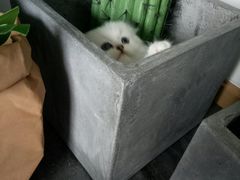 -喵zoo家庭繁育猫舍(尖东智能花园店)