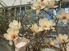 -双季花艺园艺市场(浦东店)