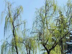 -上海虹桥迎宾馆
