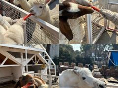 -J Create城市露营咖啡·简餐·宠物(上海动物园店)