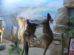 -西霞口神雕山野生动物世界