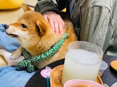 -逗柴咖啡屋·狗咖猫咖宠物桌游