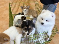 -Let's go狗咖·猫咖·奶狗·桌游(春熙路IFS店)