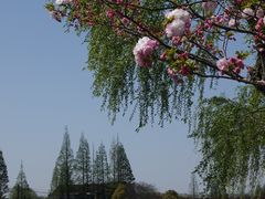 -高东镇樱花园