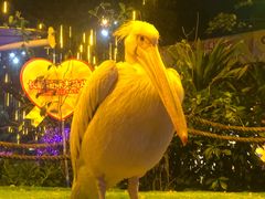 -广州长隆国际大马戏