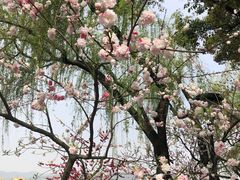 -杭州西湖柳莺里酒店·闻莺厅