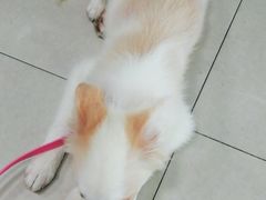 -申普宠物医院·眼科·心内科·影像科(普陀分院)