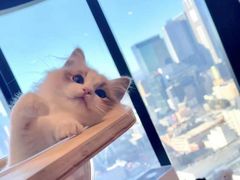 -客栈猫舍(中央北路店)