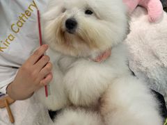 -momokira米努特·德文卷毛猫·棉花面纱犬