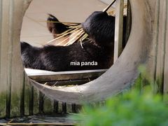 -卧龙中华大熊猫苑神树坪基地