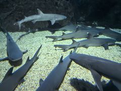 -烟台海昌鲸鲨海洋公园