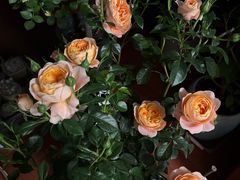 -龙大花卉苗木市场