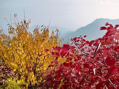 -大岭沟猕猴桃谷风景区