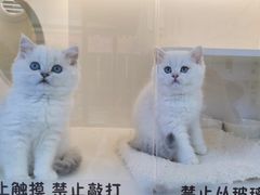 -小猫来了·猫舍(红山六九七九店)