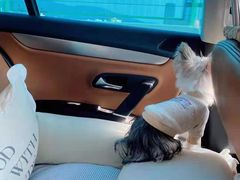 -宠爱多约克夏马尔济斯泰迪小型犬专卖