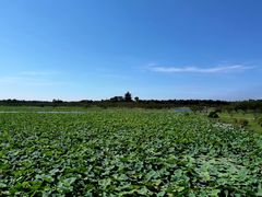 -上海海湾国家森林公园