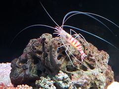 -暹罗海洋世界
