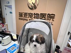 -瑞派康怡24h宠物医院·犬猫医疗中心·微创绝育(瑞景分院)