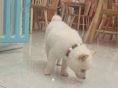 -柴犬小屋·柴餐厅·狗咖食堂(金鼎广场店)