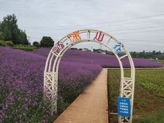 -紫颐香薰山谷景区