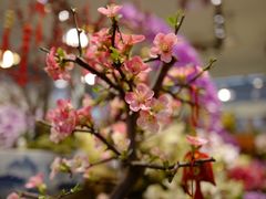 -双季花艺园艺市场(浦东店)