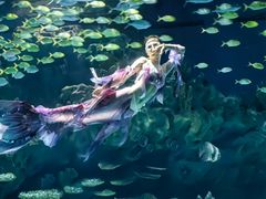 -海合安武汉极地海洋公园