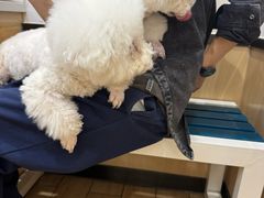 -瑞派·关忠动物医院猫科外科·异宠·24小时转诊中心(祥云店)