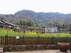 -桑洲油菜花景区