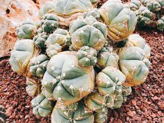 -南通洲际绿博园