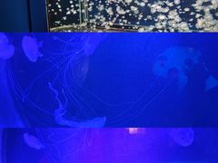 -太平洋海底世界博览馆·展览厅