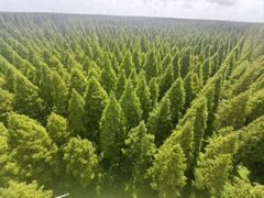 -黄海国家森林公园