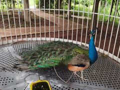 -星湖特色餐厅· 三岔湖环球融创天堂洲际酒店