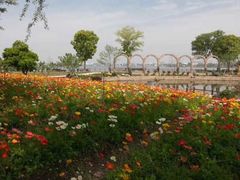 -鹅湖玫瑰文化园