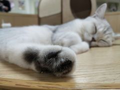 -猫和宫(六道口店)