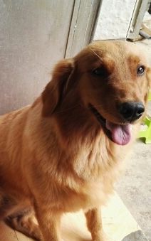 -芭比堂动物医院·犬猫全科·异宠专科(雁塔分院)