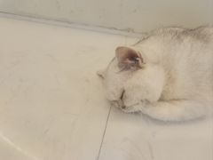 -共舞时光猫咖·狗咖(新街口店)