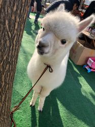 -萌宠亲子动物乐园(槐房万达店)