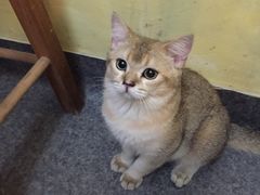 -猫色咖啡·猫咖