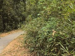 -中山市树木园