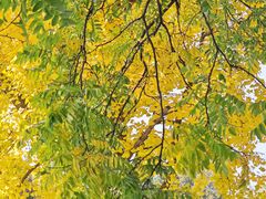 -国家植物园南园