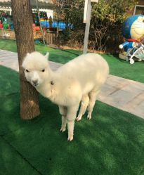 -萌宠亲子动物乐园(槐房万达店)