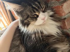 -豆逗聊愈猫阁Easy Life