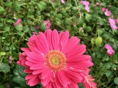 -石家庄市植物园