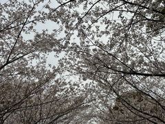 -高东镇樱花园