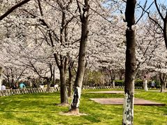 -高东镇樱花园