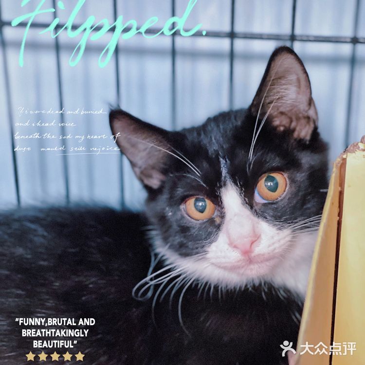 天津探店|唯爱宠物·猫狗专卖（河西店）