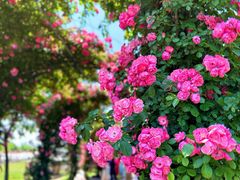 -广富林郊野公园