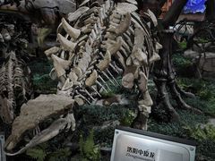 -河南自然博物馆