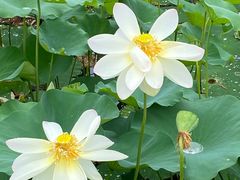 -莲花池公园