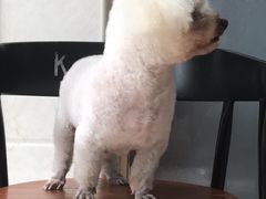 -芭比堂爱心动物医院(柯桥康爱分院)